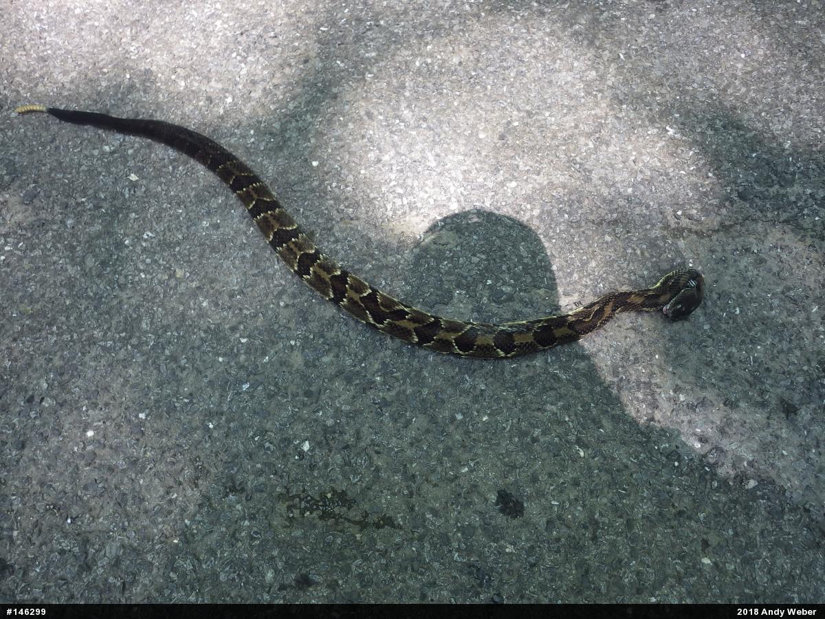 Timber Rattlesnake