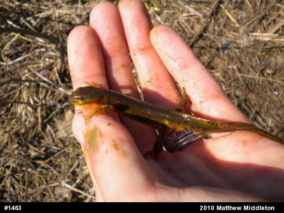 Red-spotted Newt