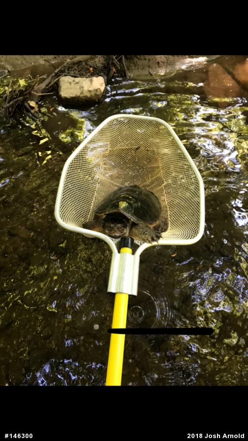 Snapping Turtle