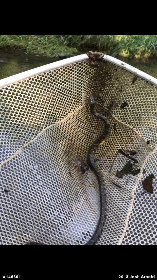 Northern Watersnake