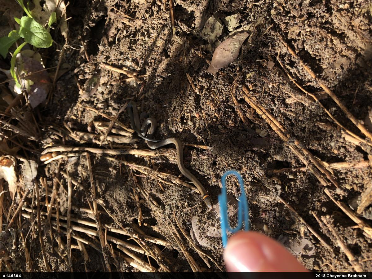 Northern Ring-necked Snake