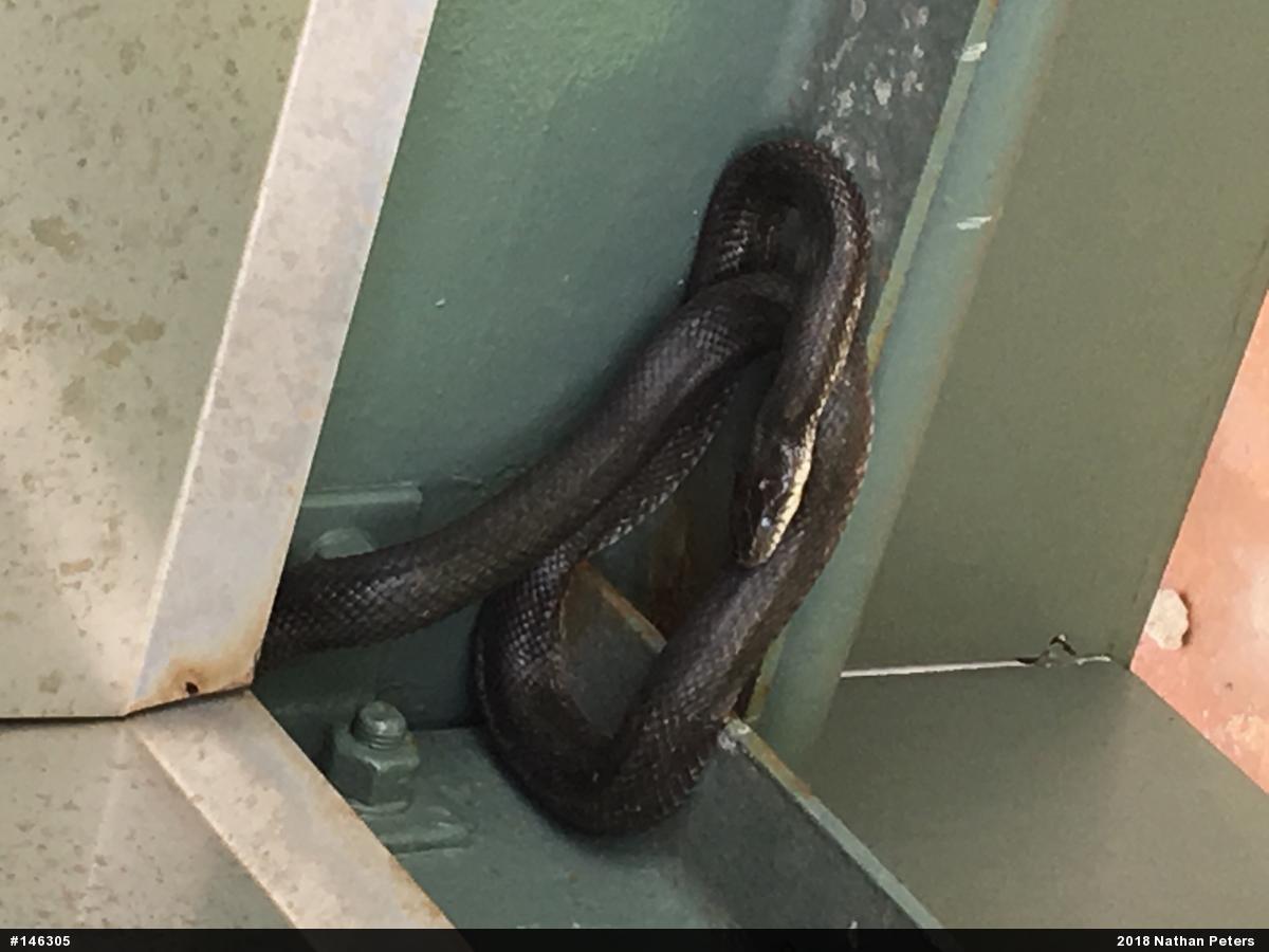 Eastern Ratsnake