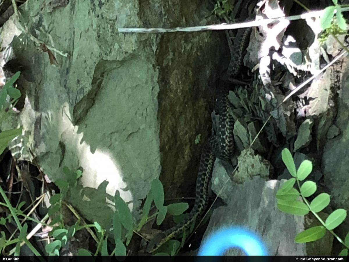 Eastern Gartersnake