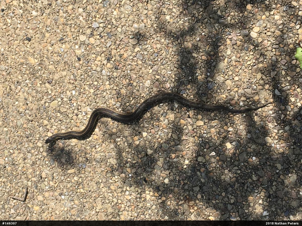 Eastern Gartersnake