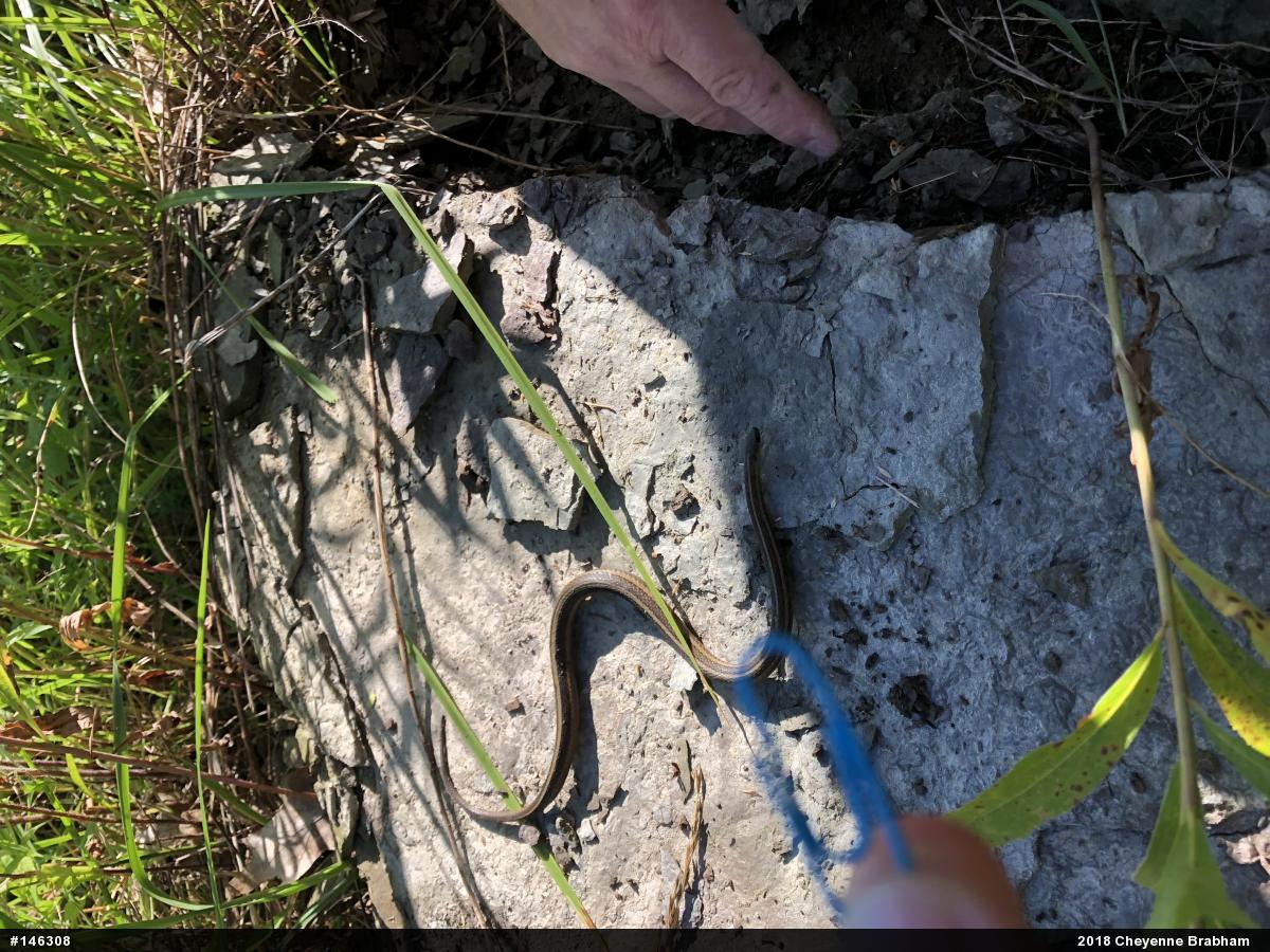 Shorthead Gartersnake