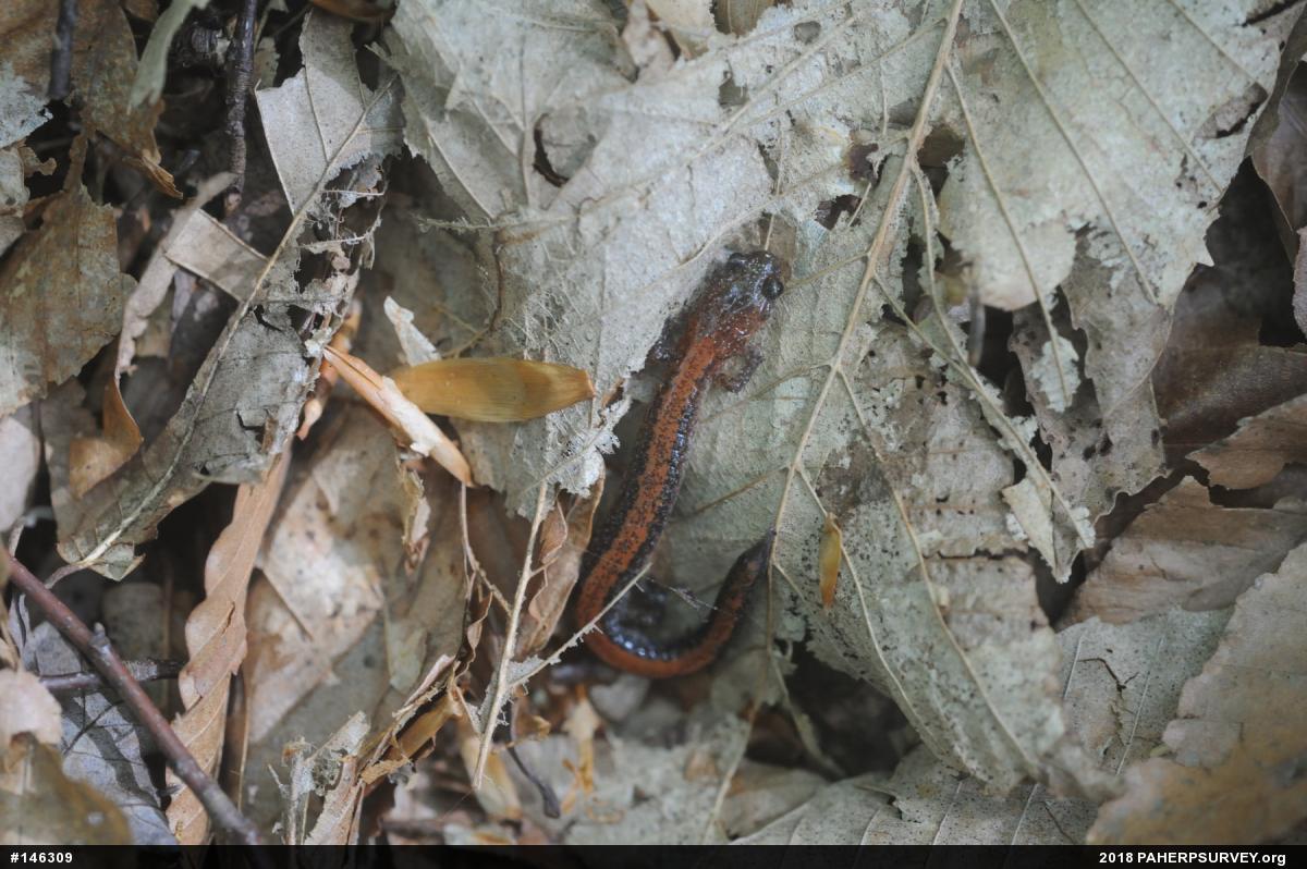 Eastern Red-backed  Salamander