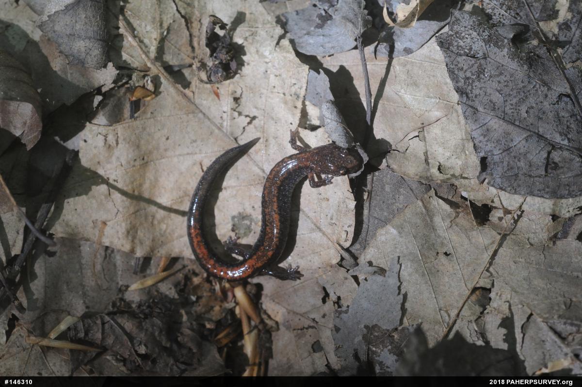 Eastern Red-backed  Salamander