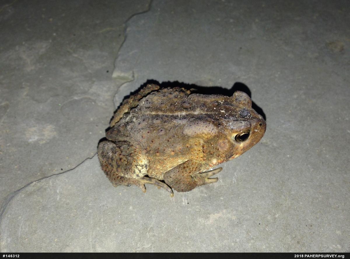 Eastern American Toad