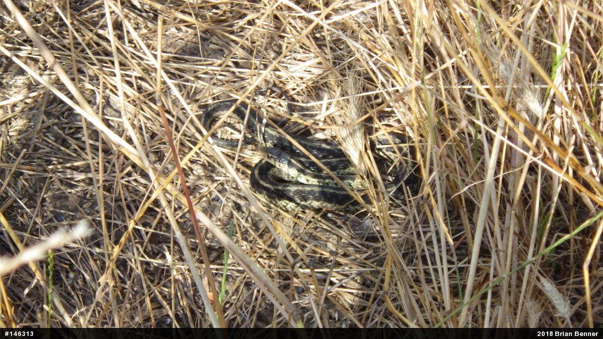 Eastern Gartersnake
