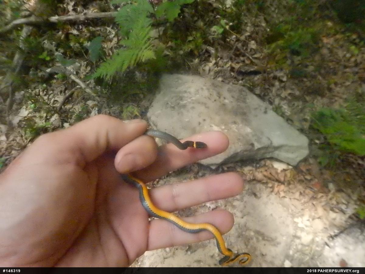 Northern Ring-necked Snake