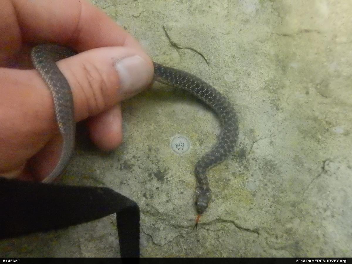 Eastern Gartersnake