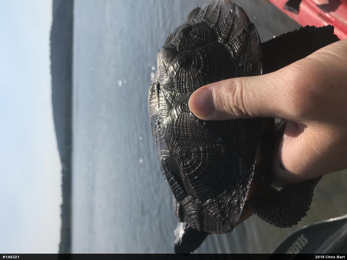 Wood Turtle
