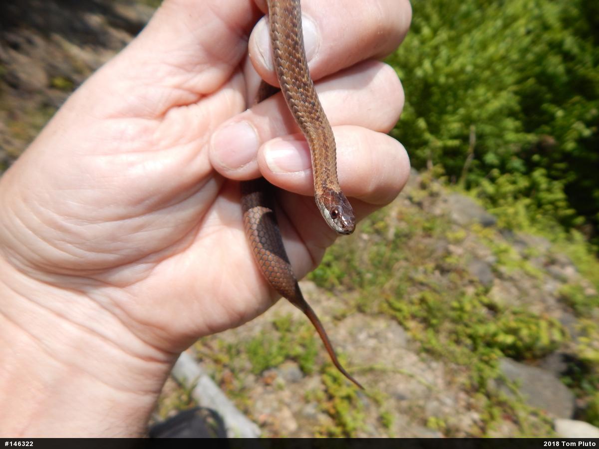 Red-bellied Snake