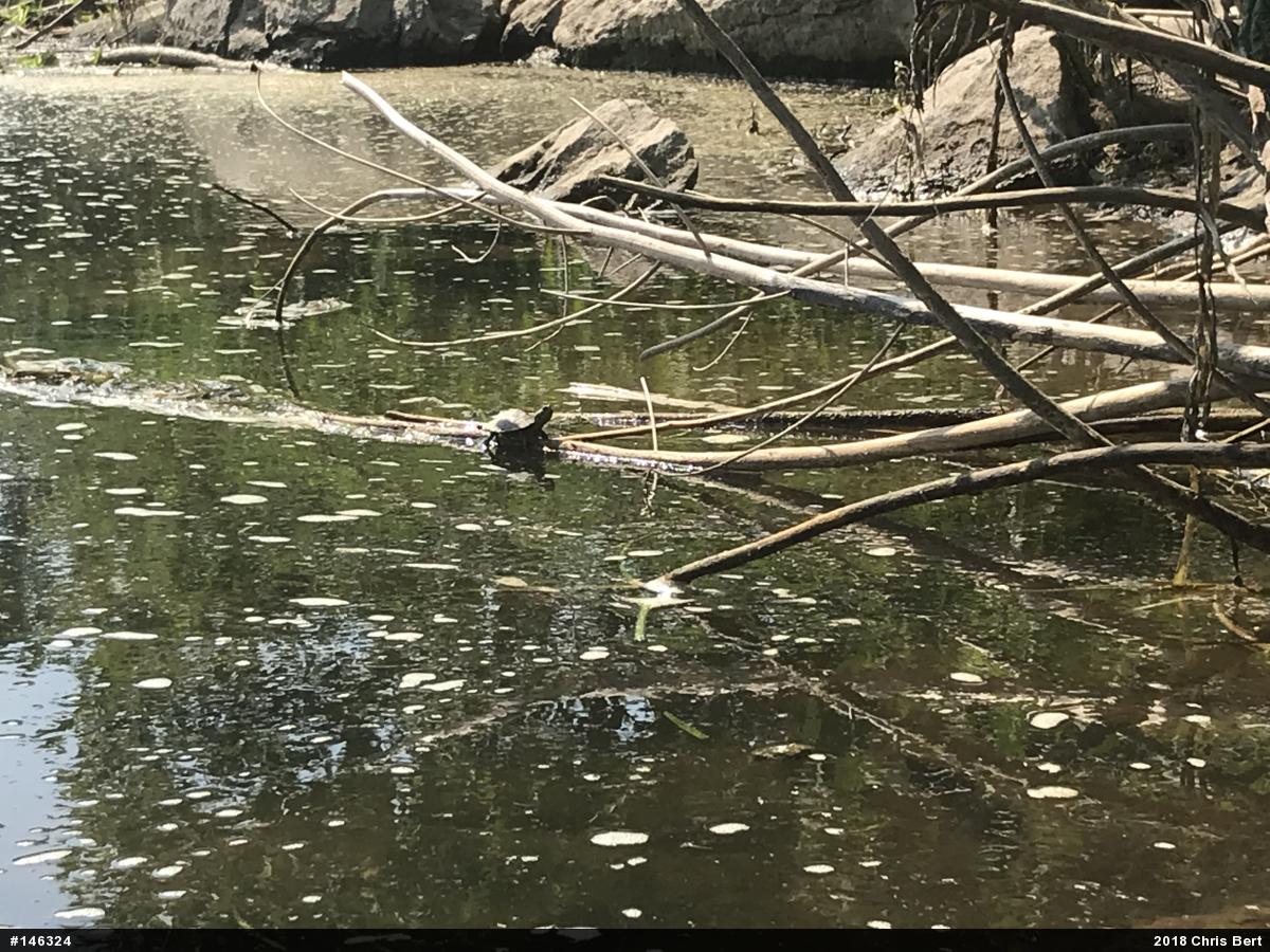 Northern Map Turtle