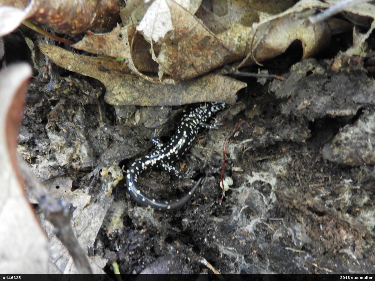 Northern Slimy Salamander