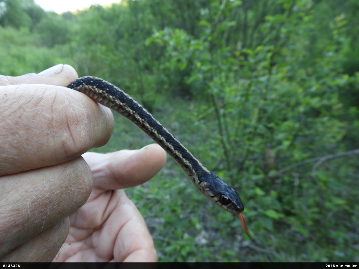 Eastern Gartersnake