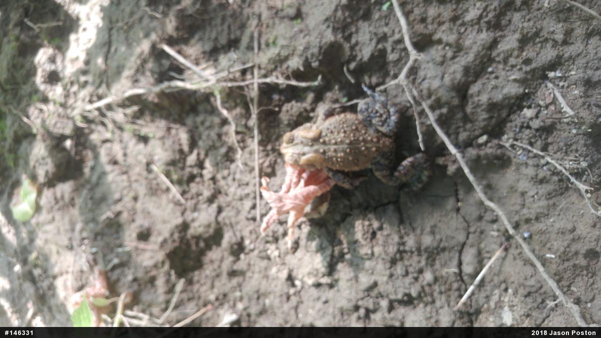 Eastern American Toad