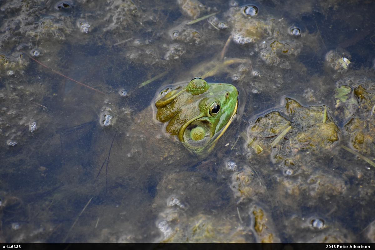 American Bullfrog