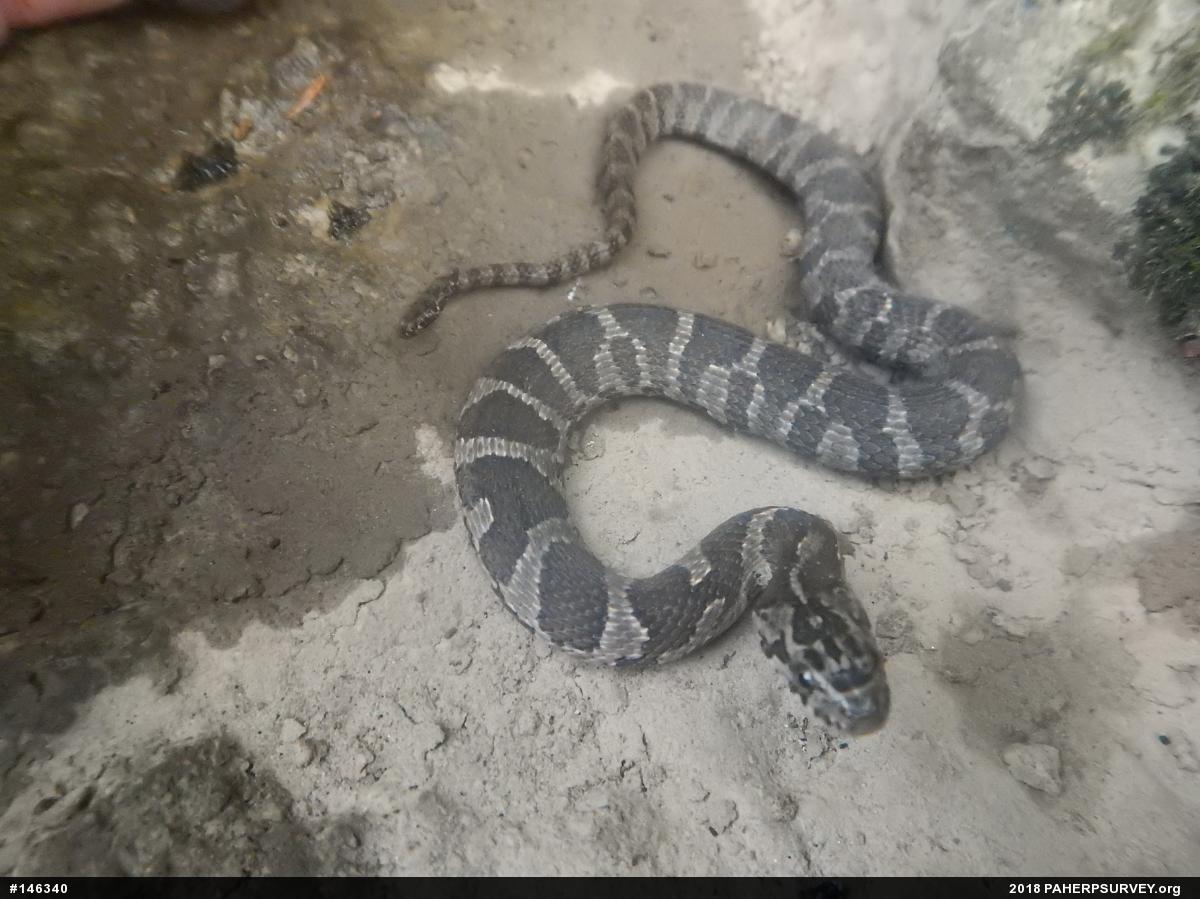 Northern Watersnake