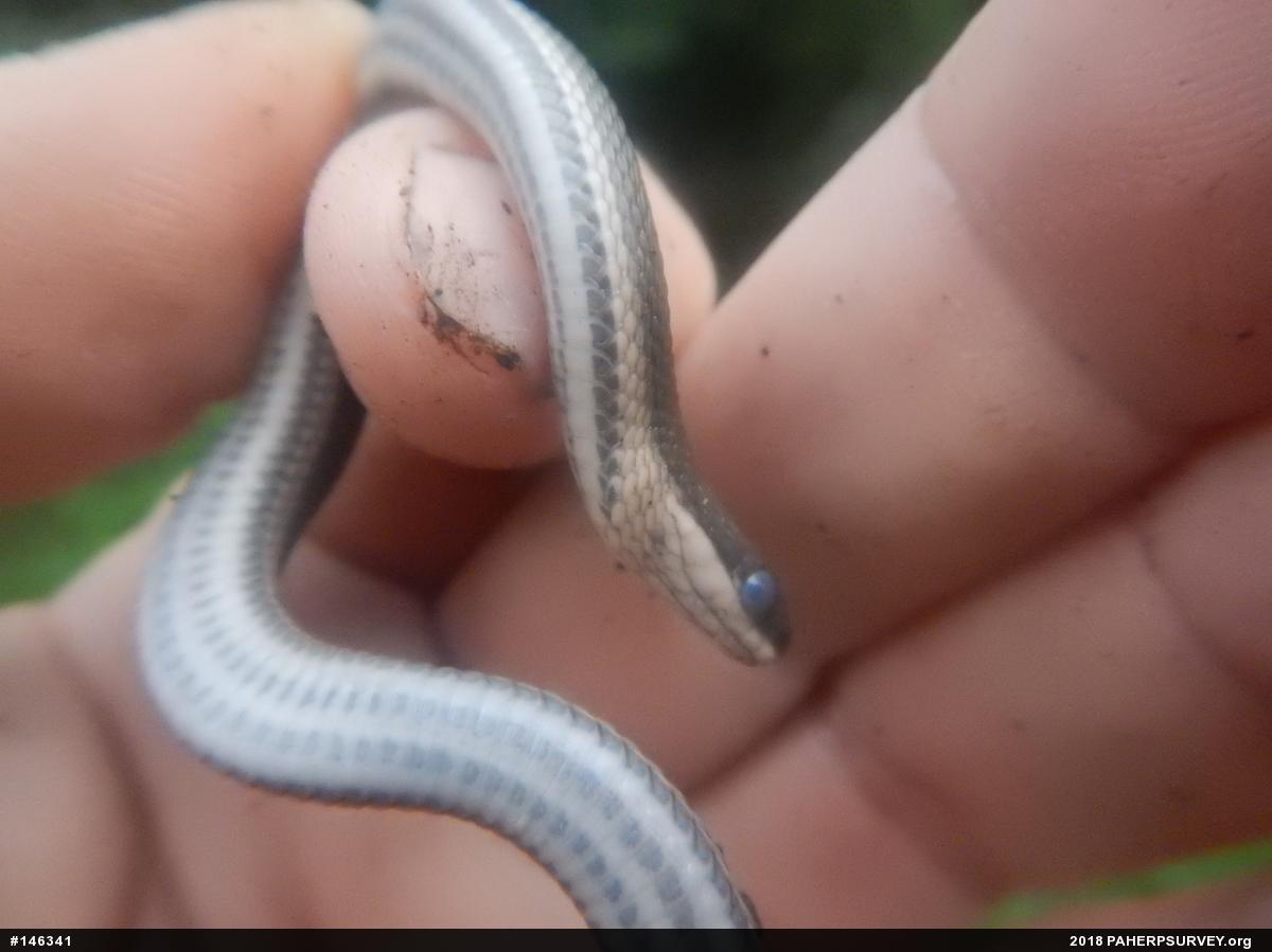 Queensnake
