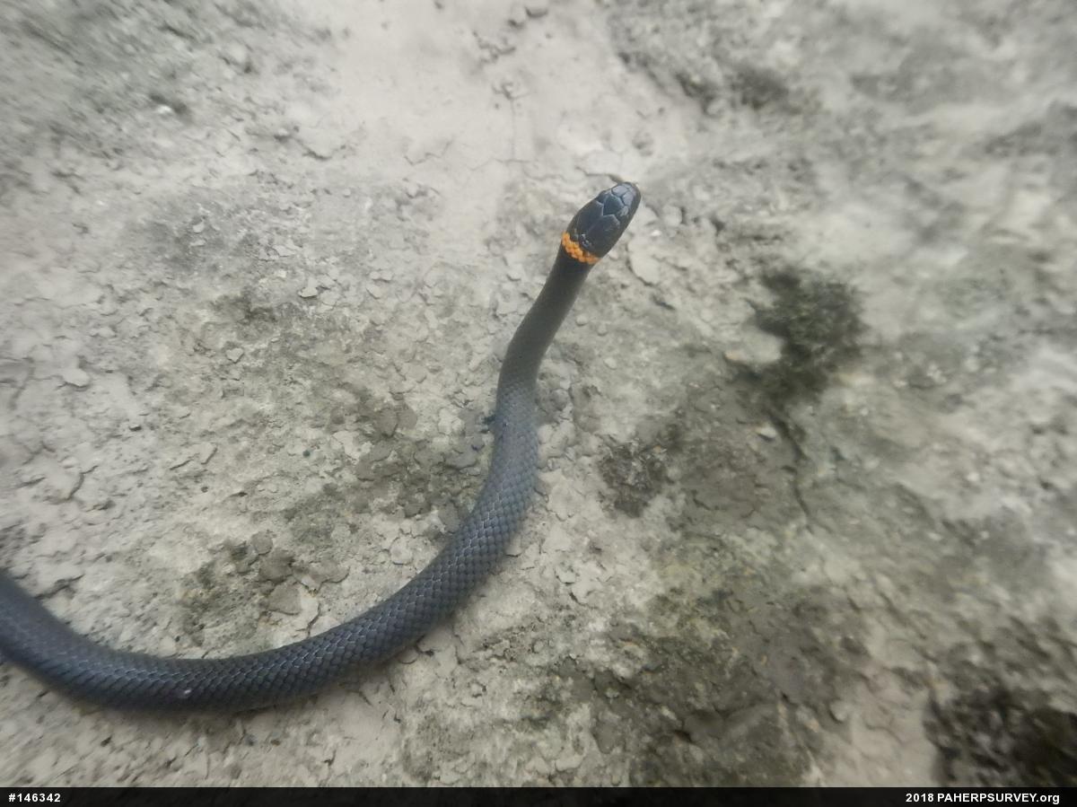 Northern Ring-necked Snake