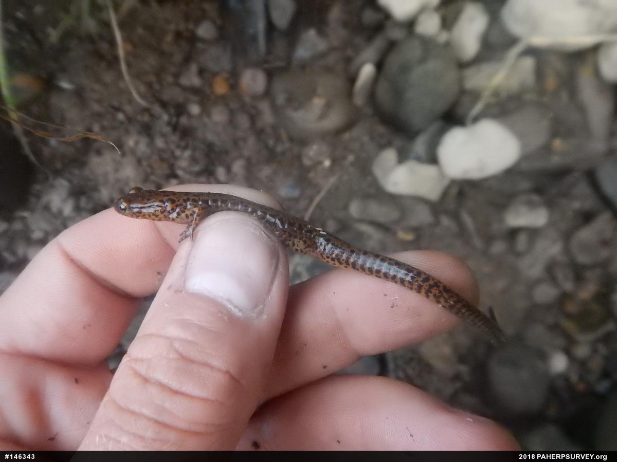 Eastern Long-tailed Salamander