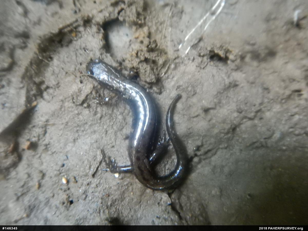 Allegheny Mountain Dusky Salamander