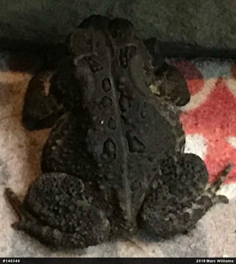 Eastern American Toad