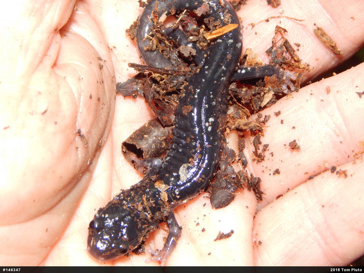 Northern Slimy Salamander
