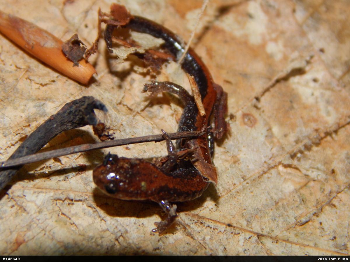 Eastern Red-backed  Salamander