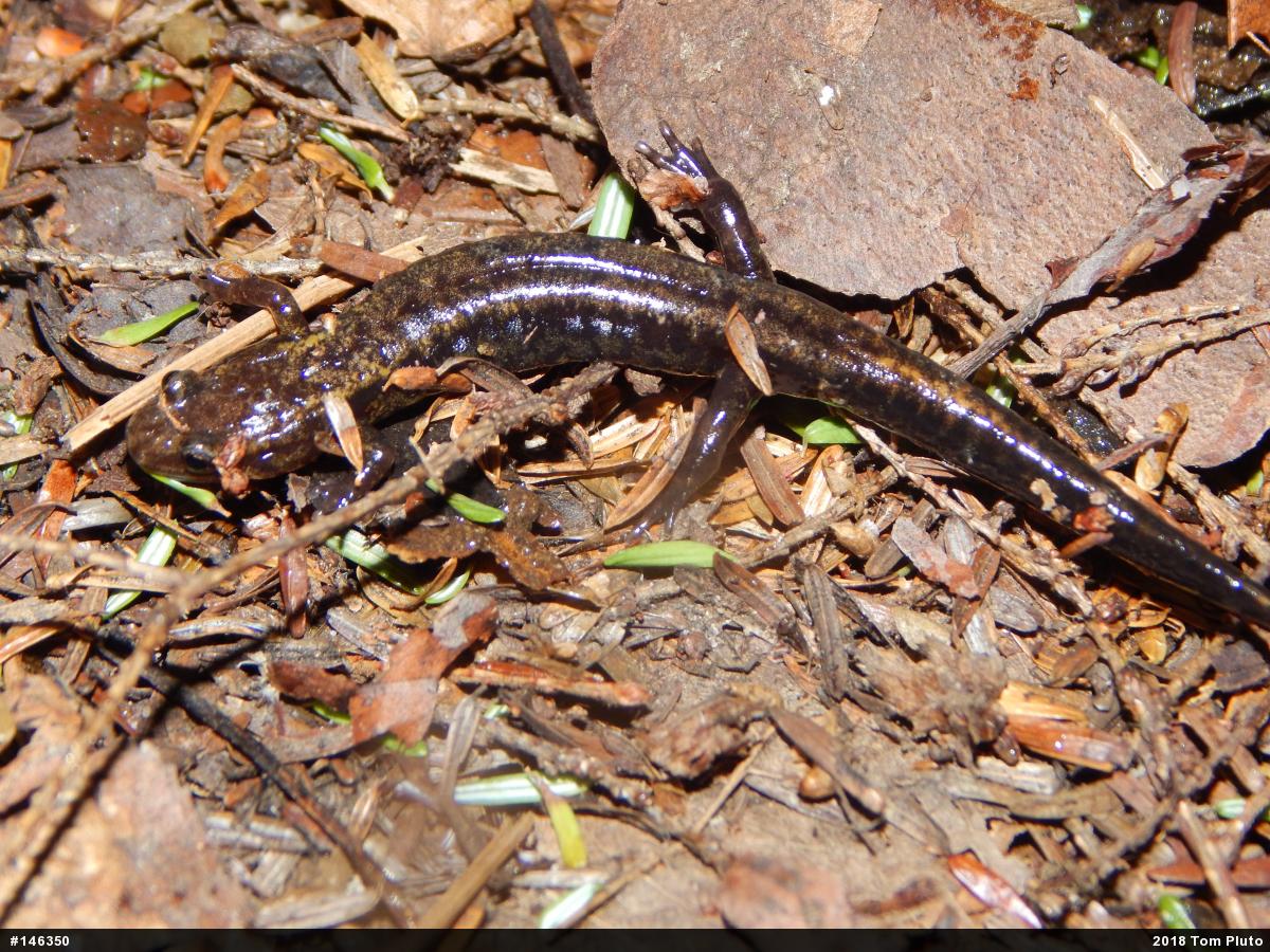 Allegheny Mountain Dusky Salamander