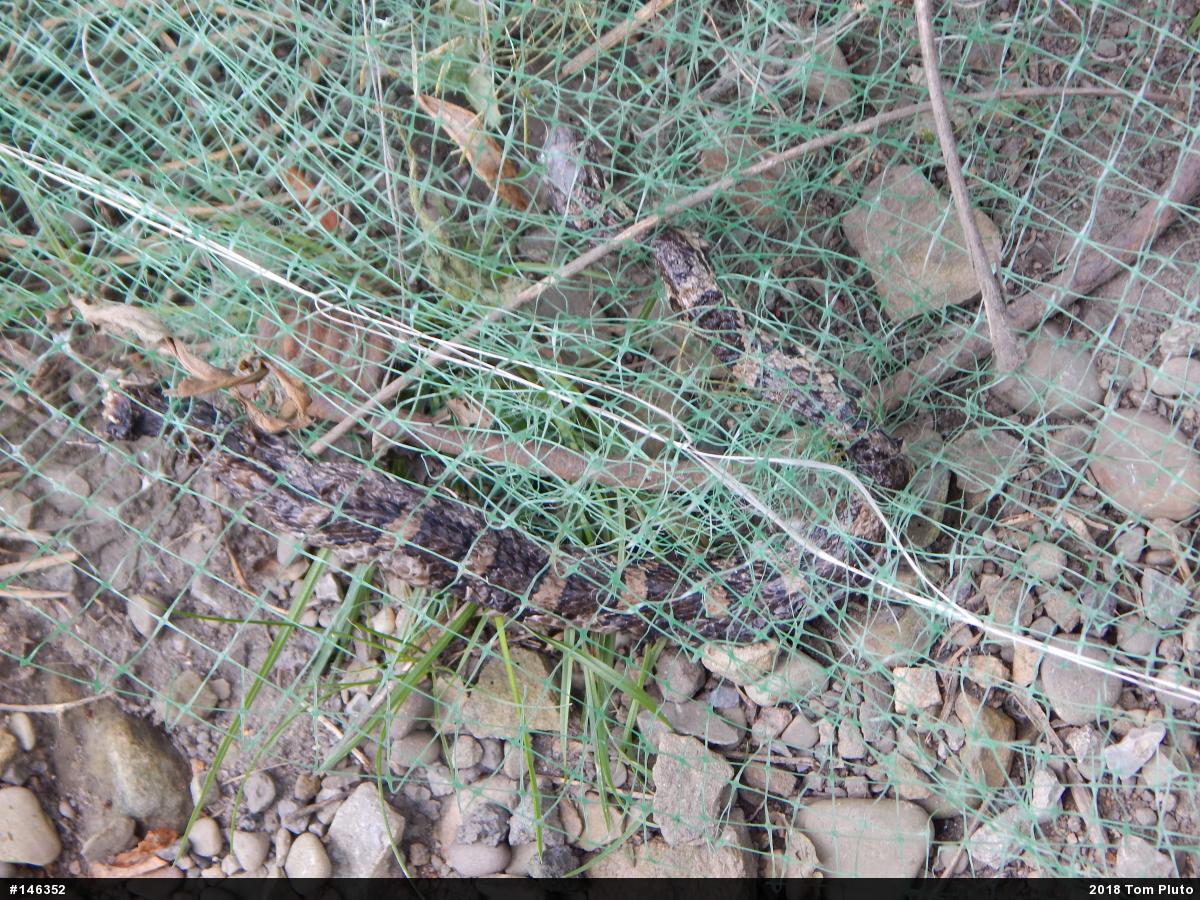 Eastern Milksnake