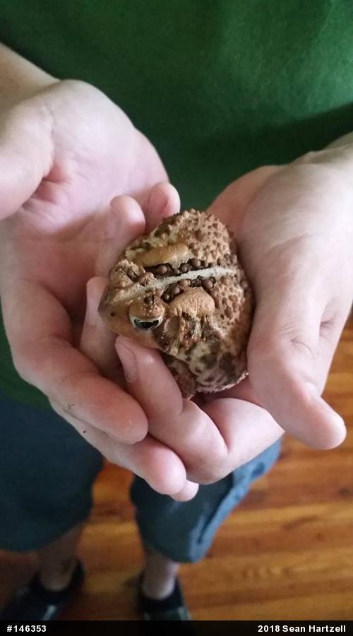 Eastern American Toad
