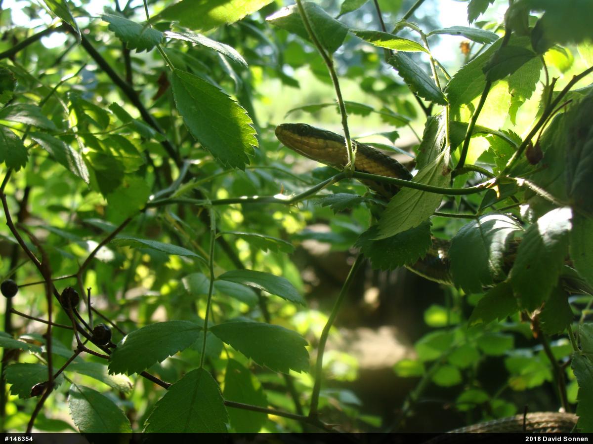Queensnake