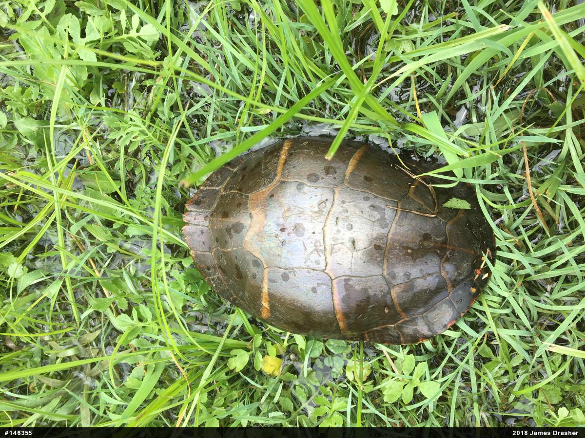 Painted Turtle