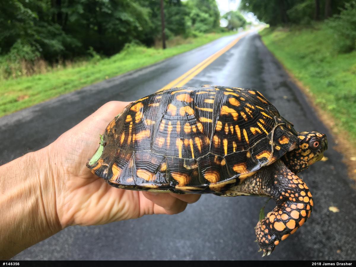Eastern Box Turtle