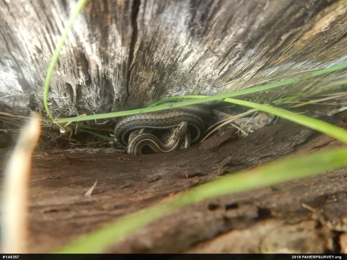 Shorthead Gartersnake