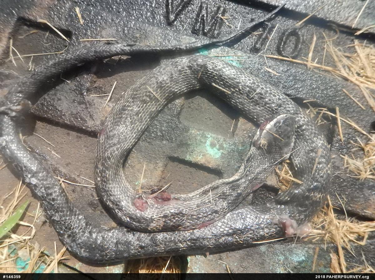 Eastern Ratsnake