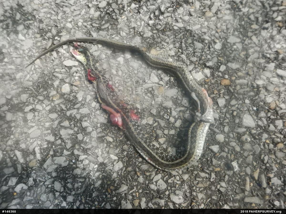 Eastern Gartersnake