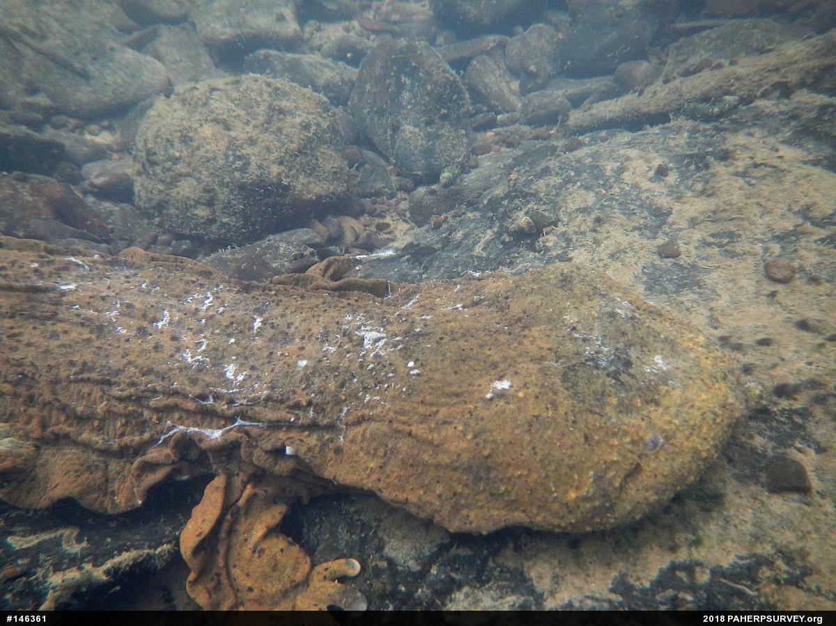 Eastern Hellbender