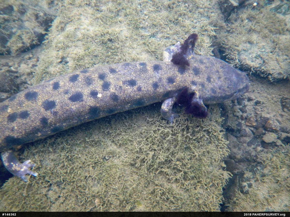 Common Mudpuppy