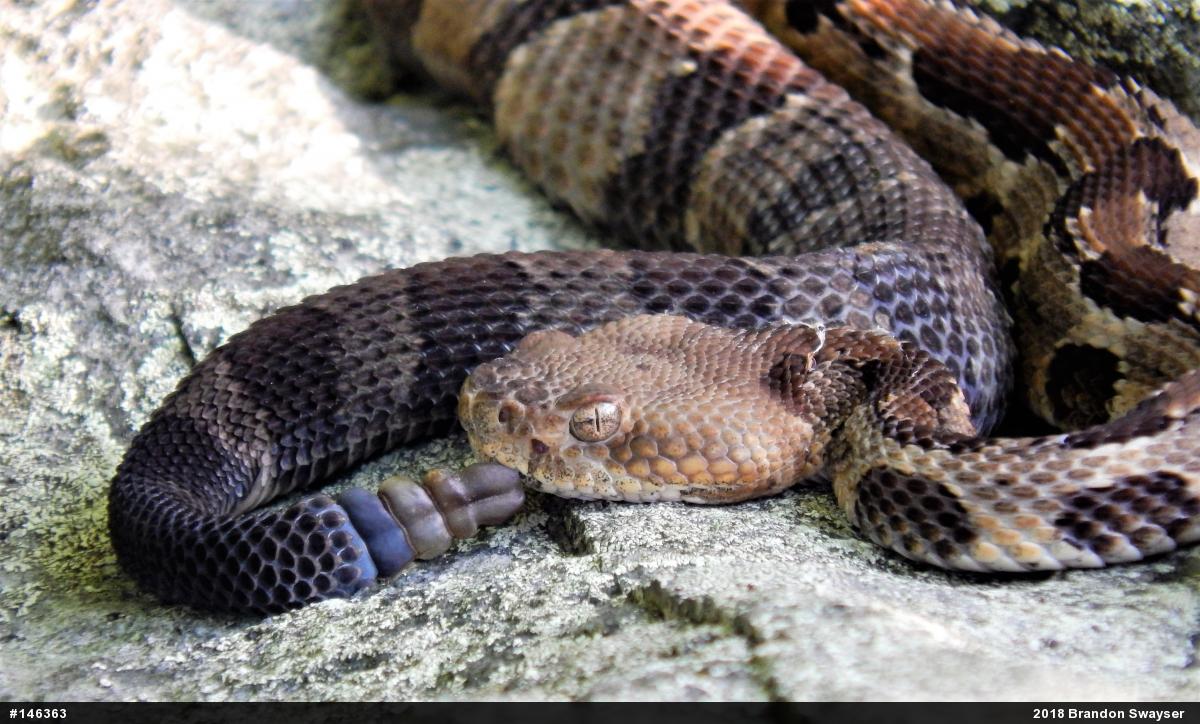 Timber Rattlesnake