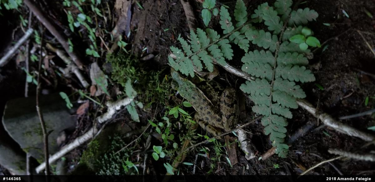 Green Frog