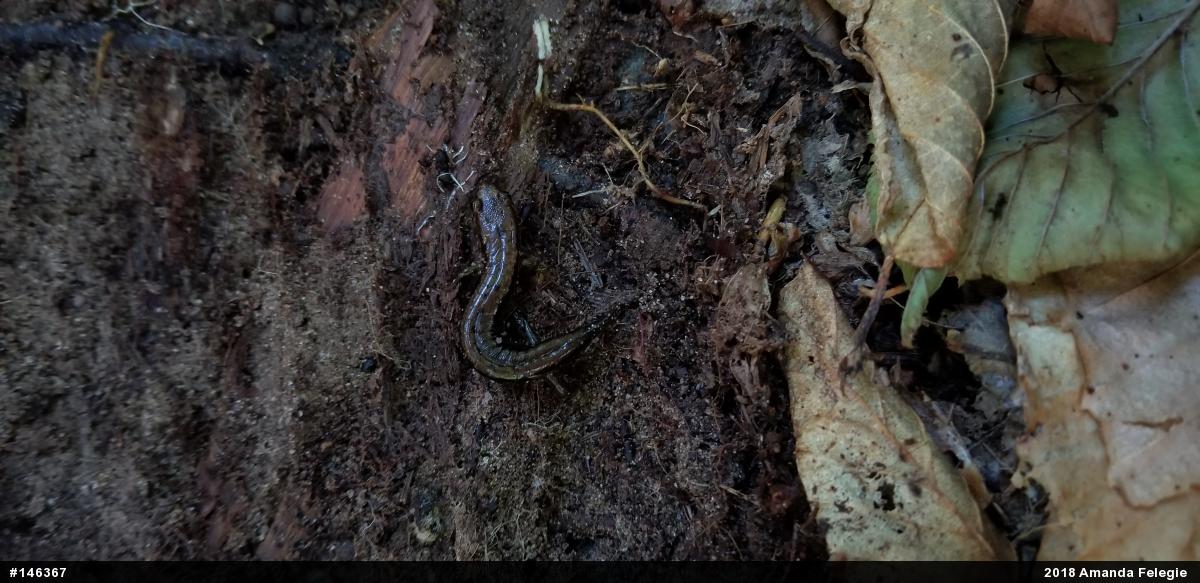 Allegheny Mountain Dusky Salamander