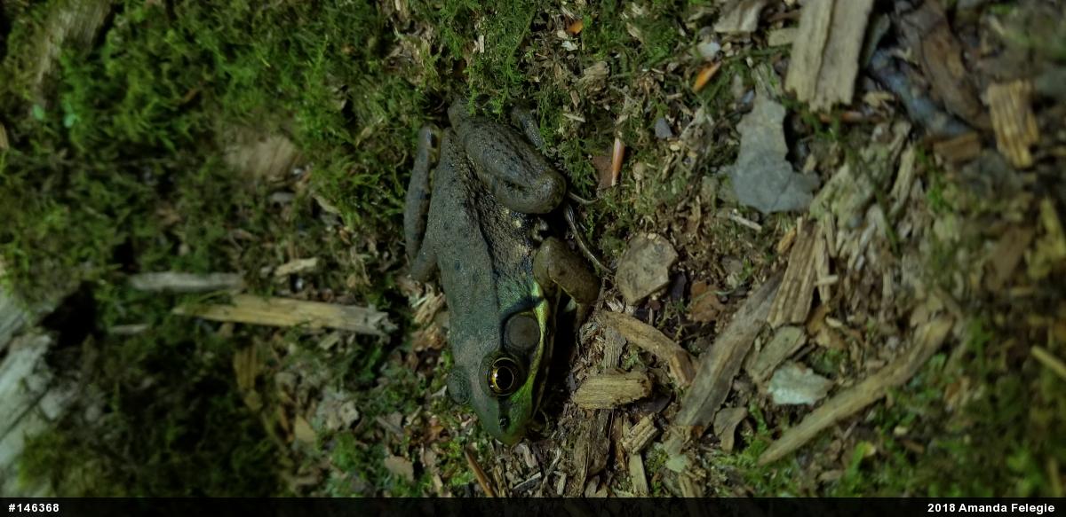 Green Frog