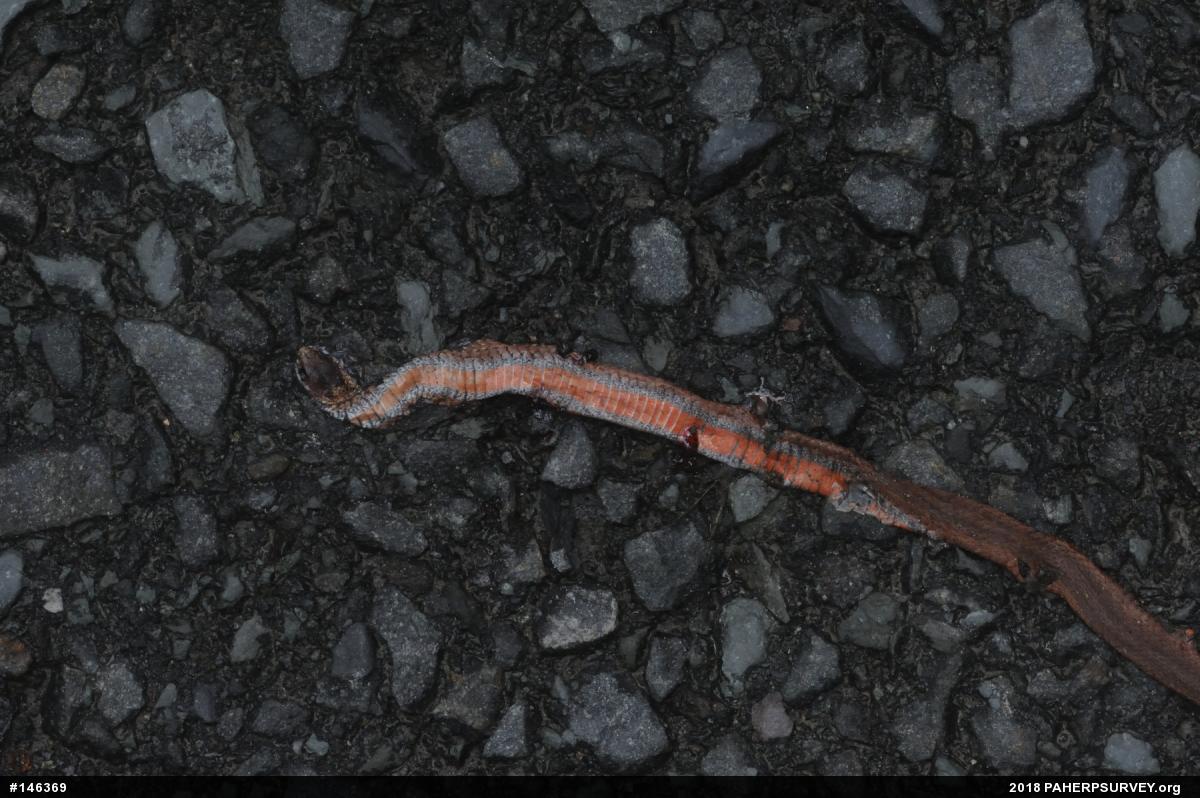 Red-bellied Snake