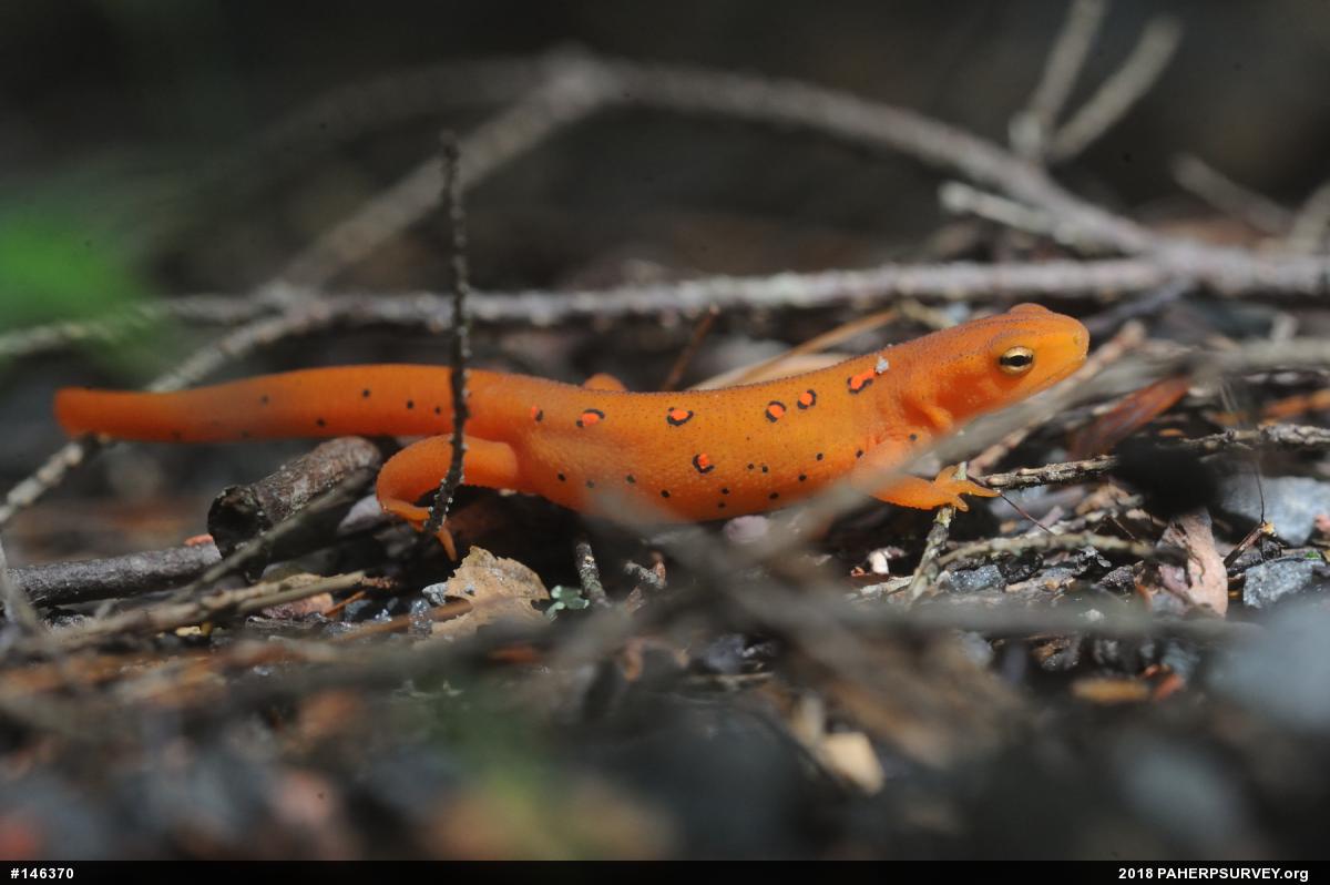 Red-spotted Newt