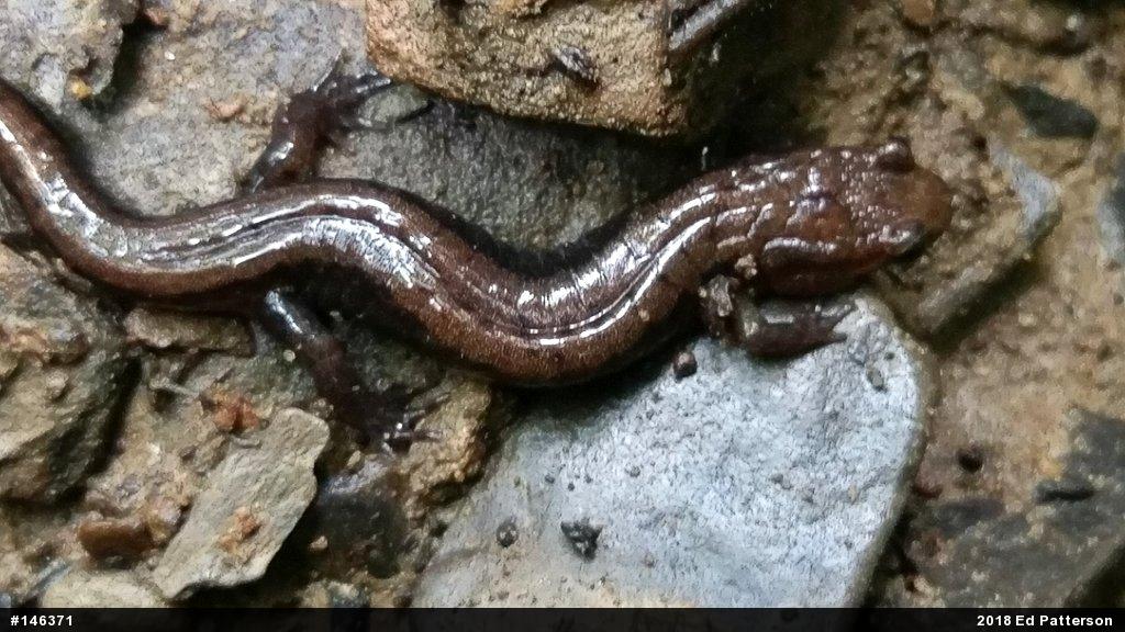 Allegheny Mountain Dusky Salamander