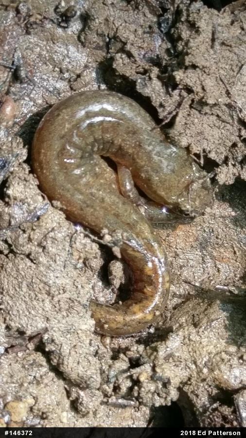 Northern Dusky Salamander
