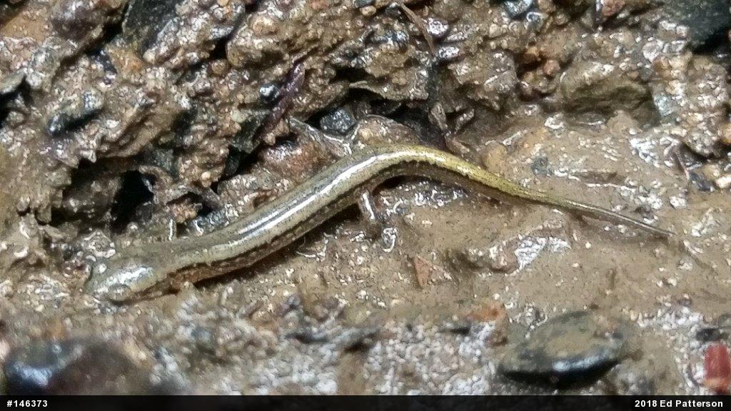 Northern Two-lined Salamander